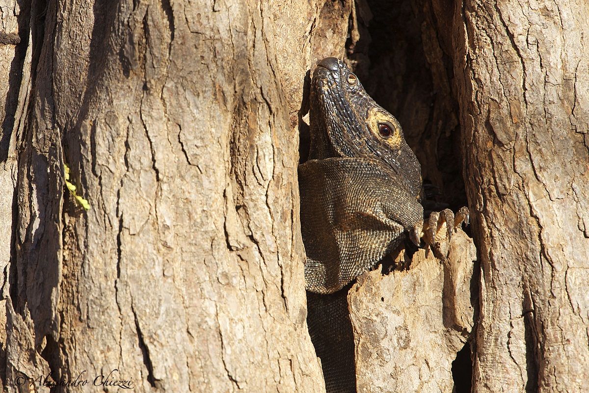 Bella giornata ma non esco!