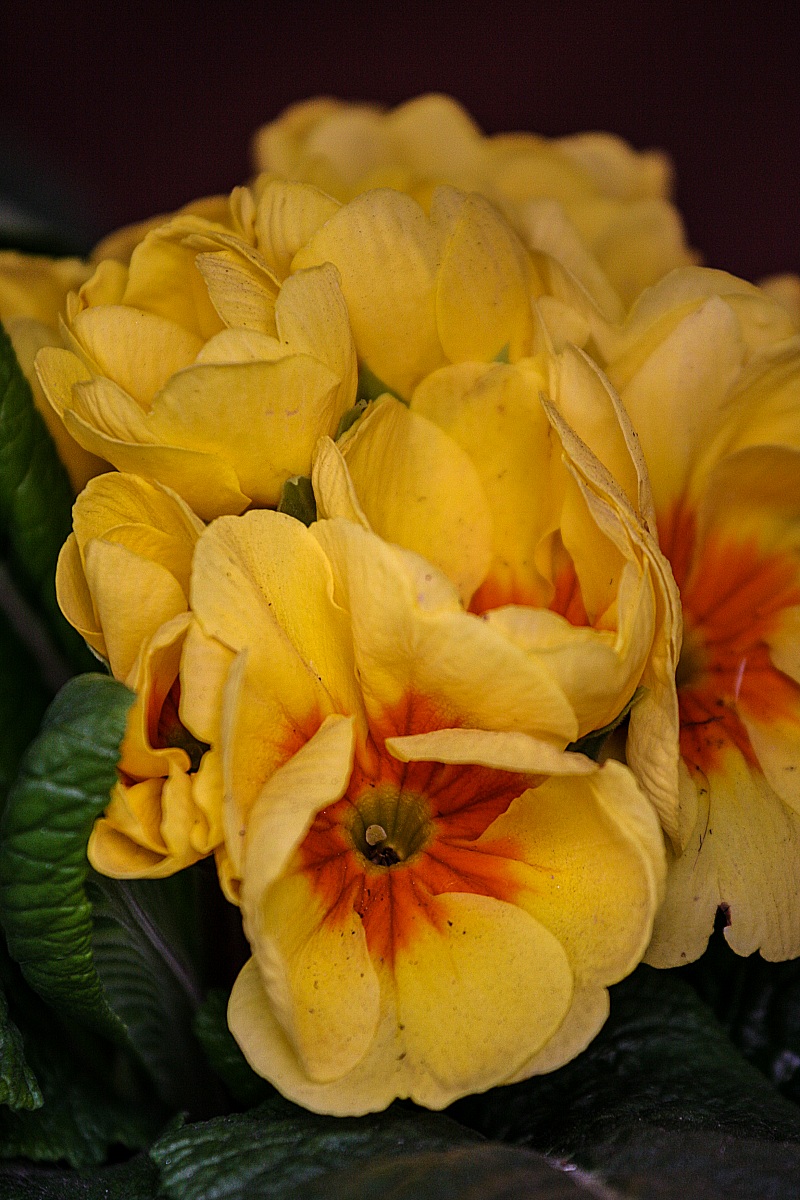 Primroses