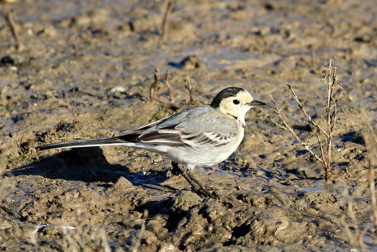 White Wagtail