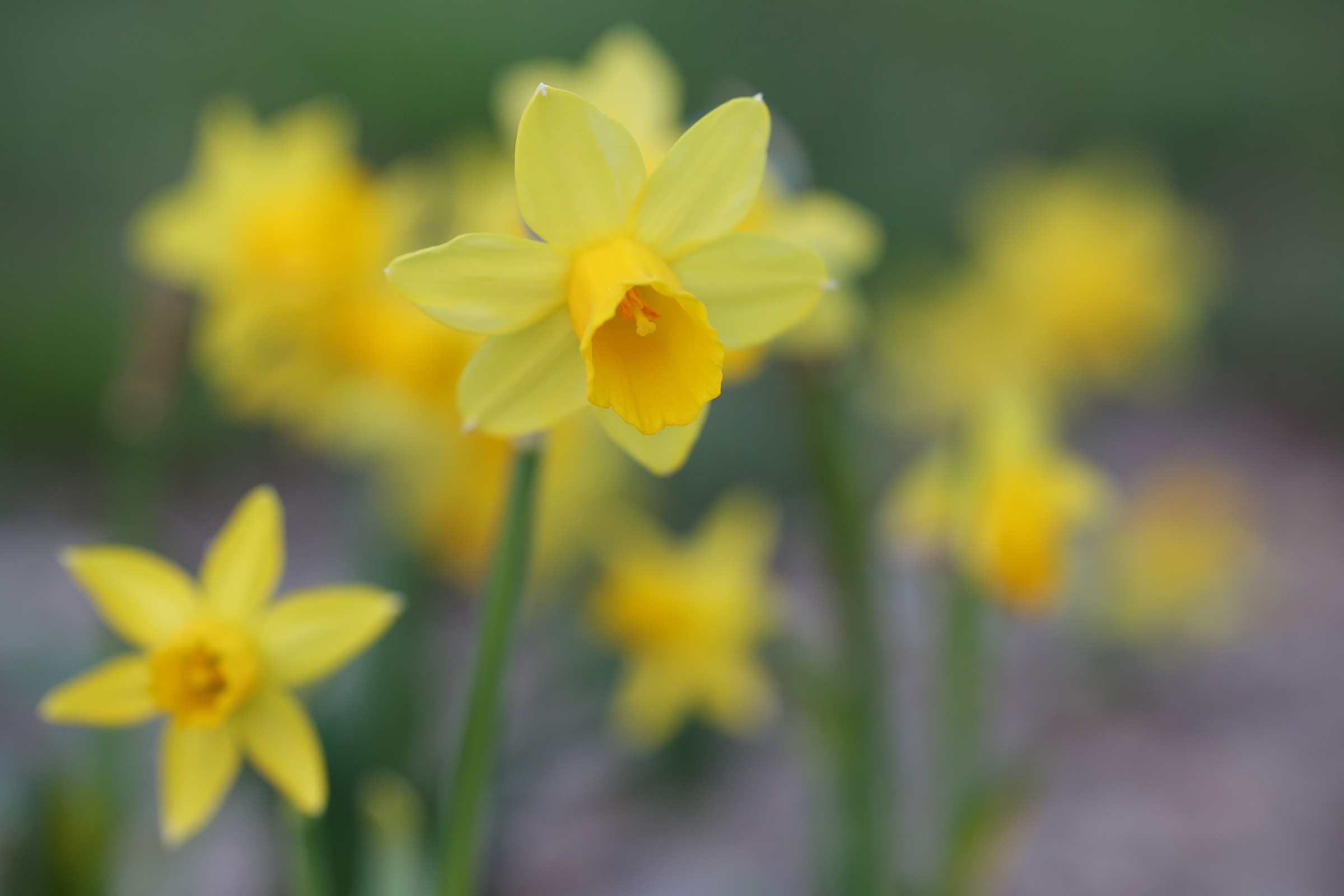 daffodils