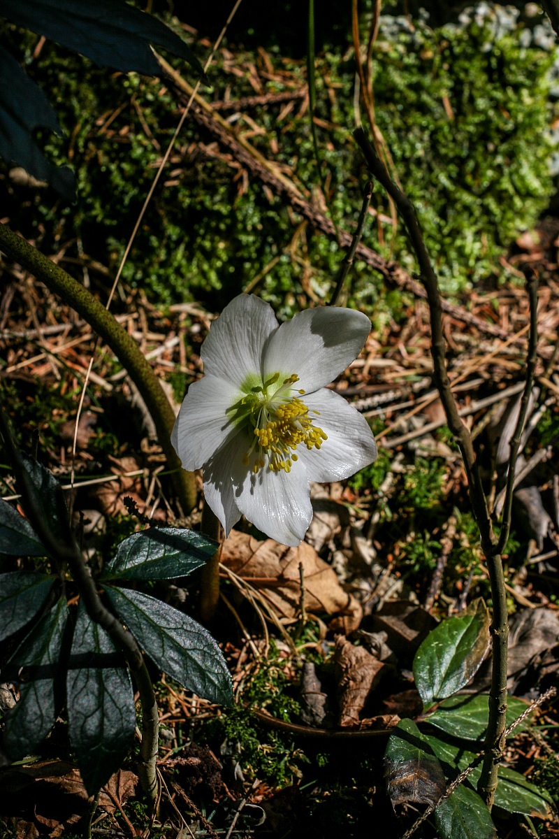 Helleborus niger (Christmas rose)