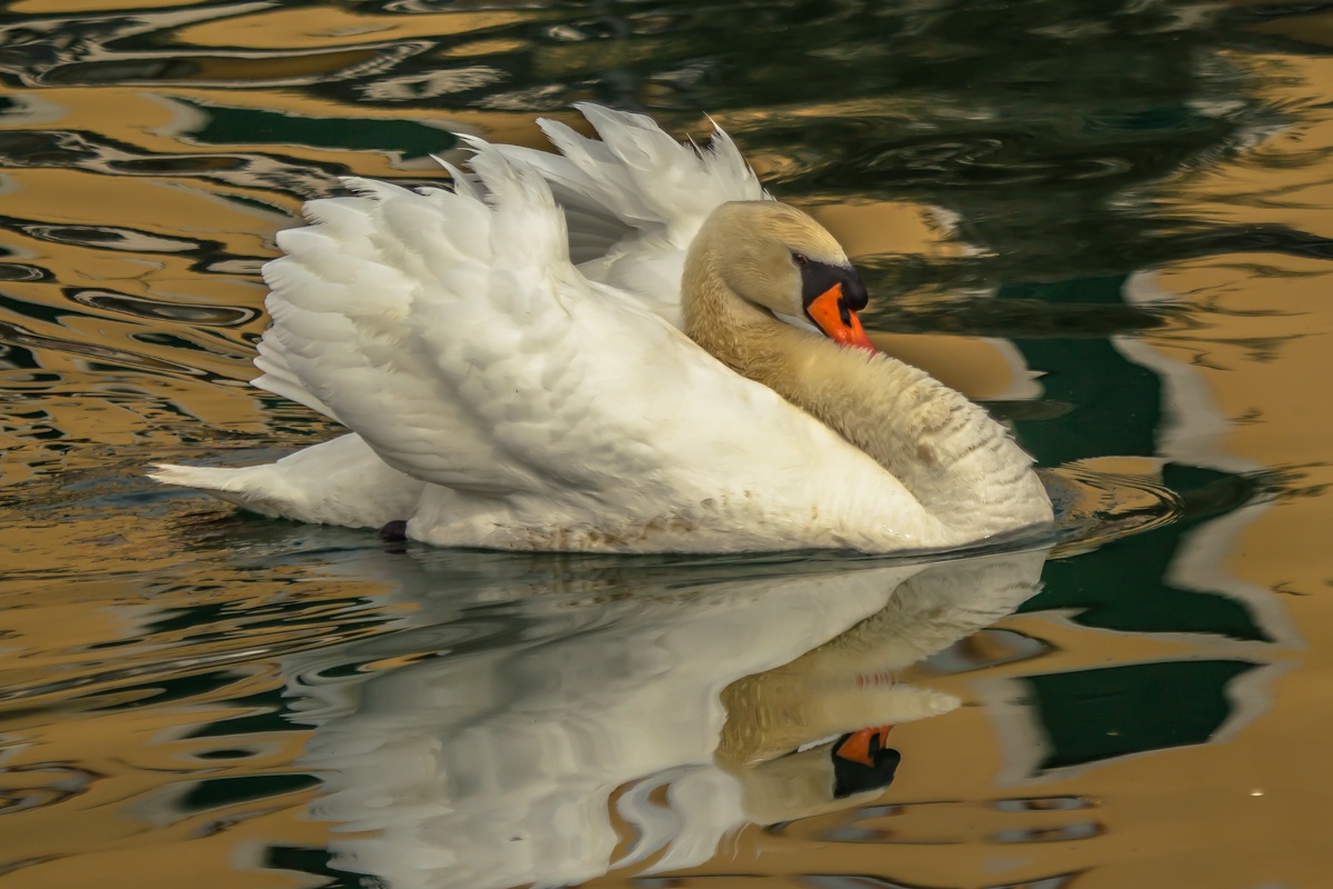 sua maesta' cigno reale