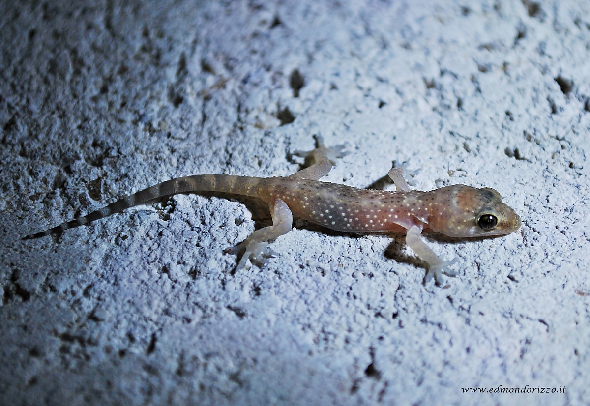Common gecko