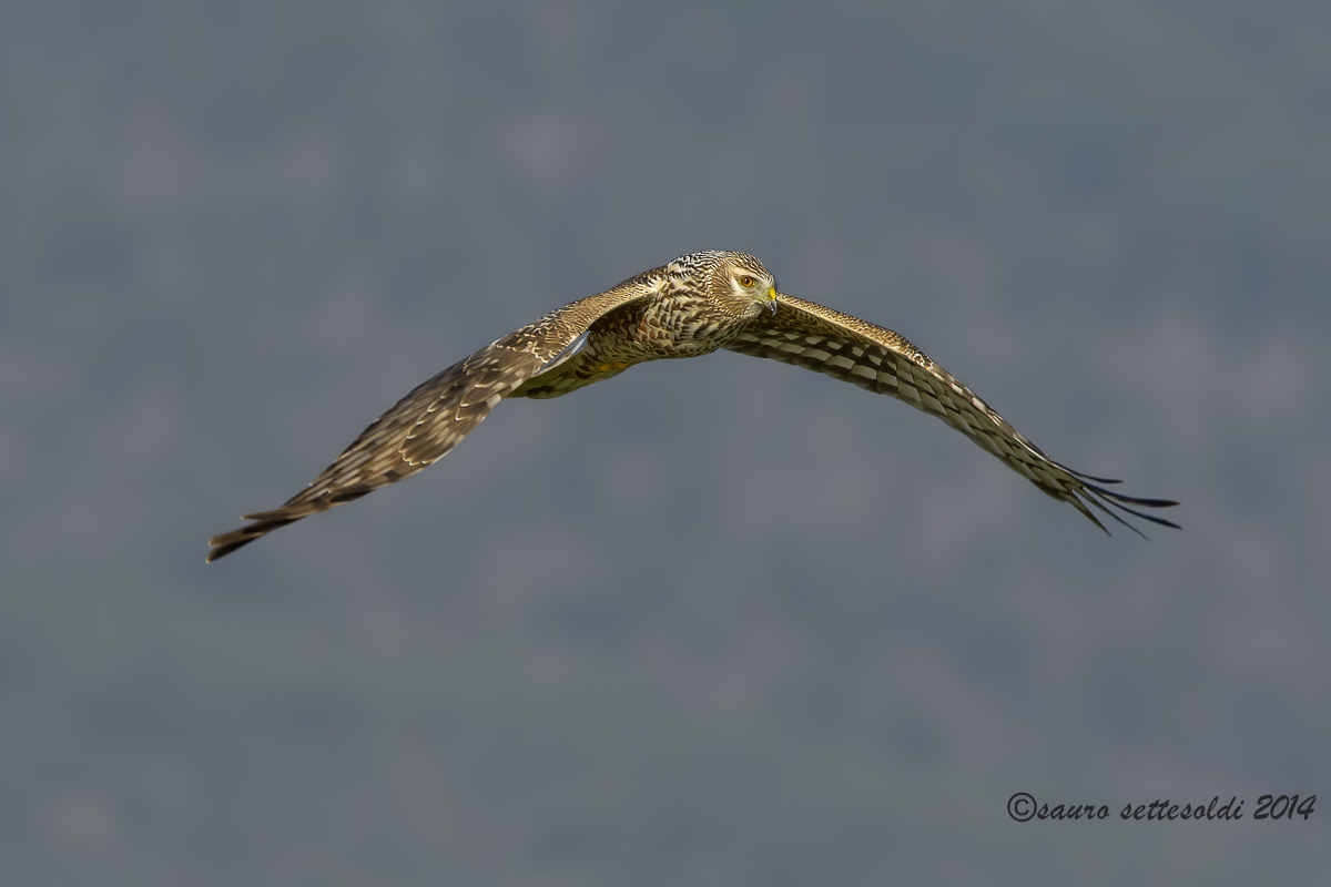 Albanella reale femmina