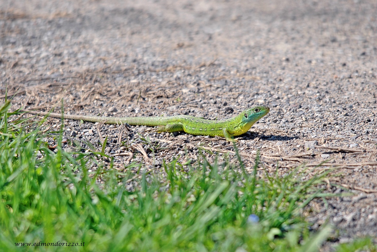 Green lizard