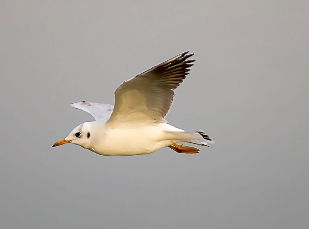 il mio nome è jonathan .........