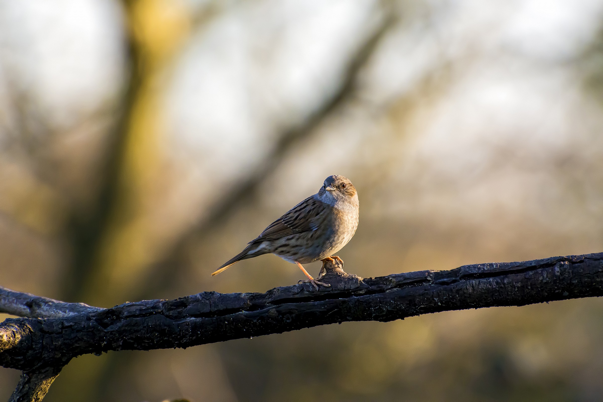 Passera, Oasi di Cesano Maderno