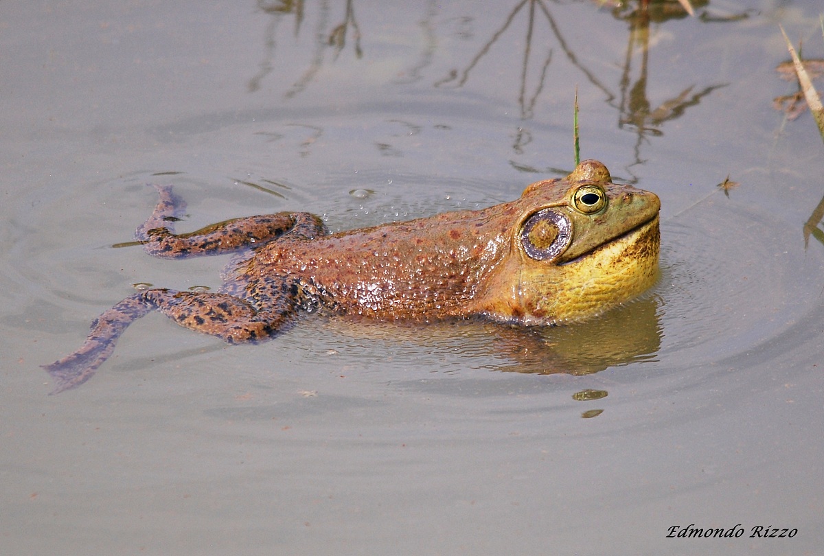 Bullfrog