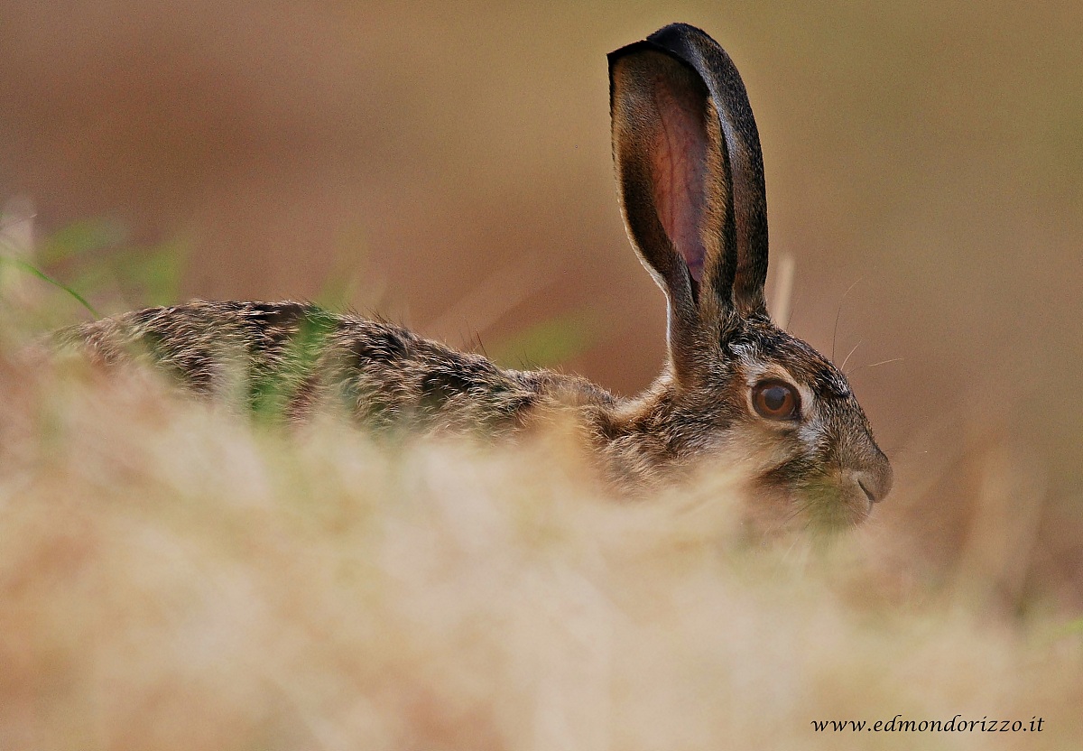 Hare