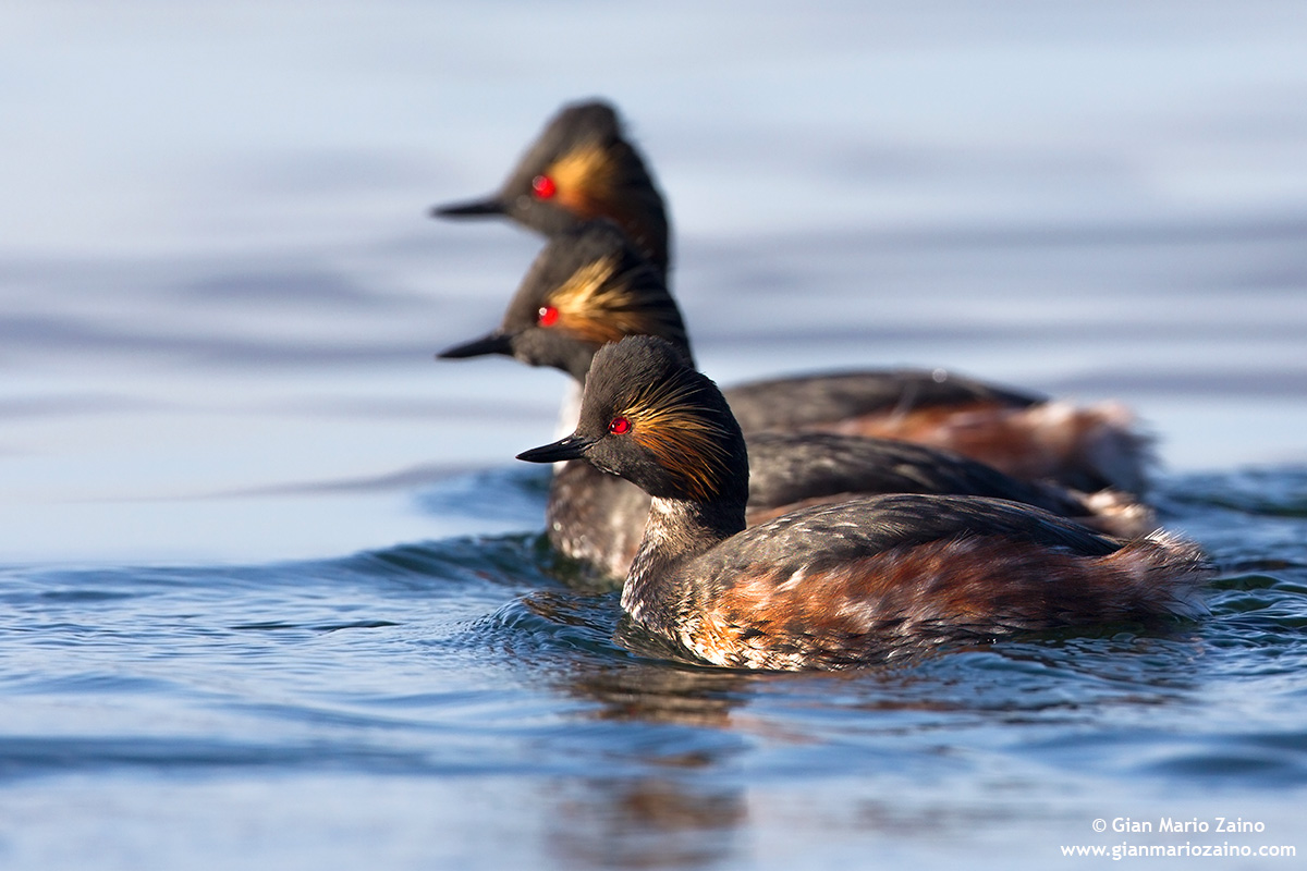 Athos, Porthos e Aramis