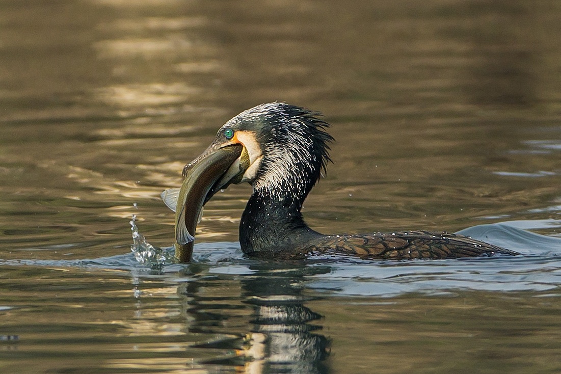 Cormorant with fish