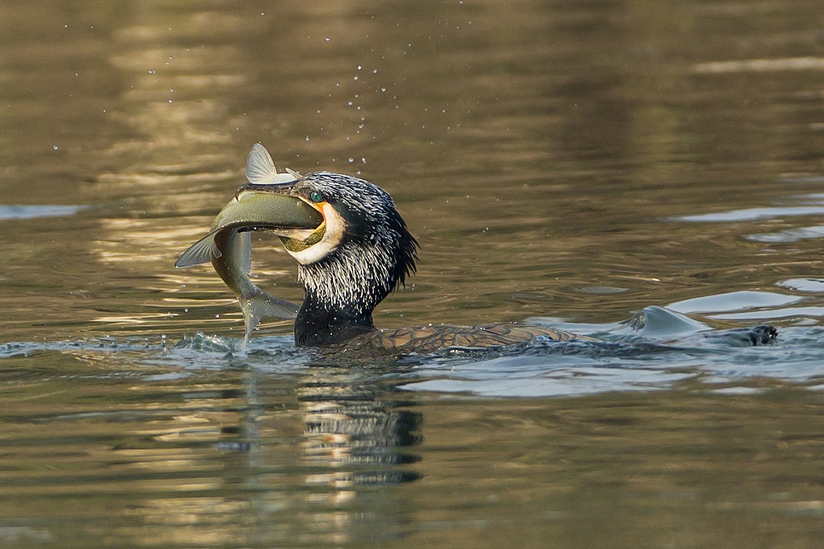 Cormorant with fish