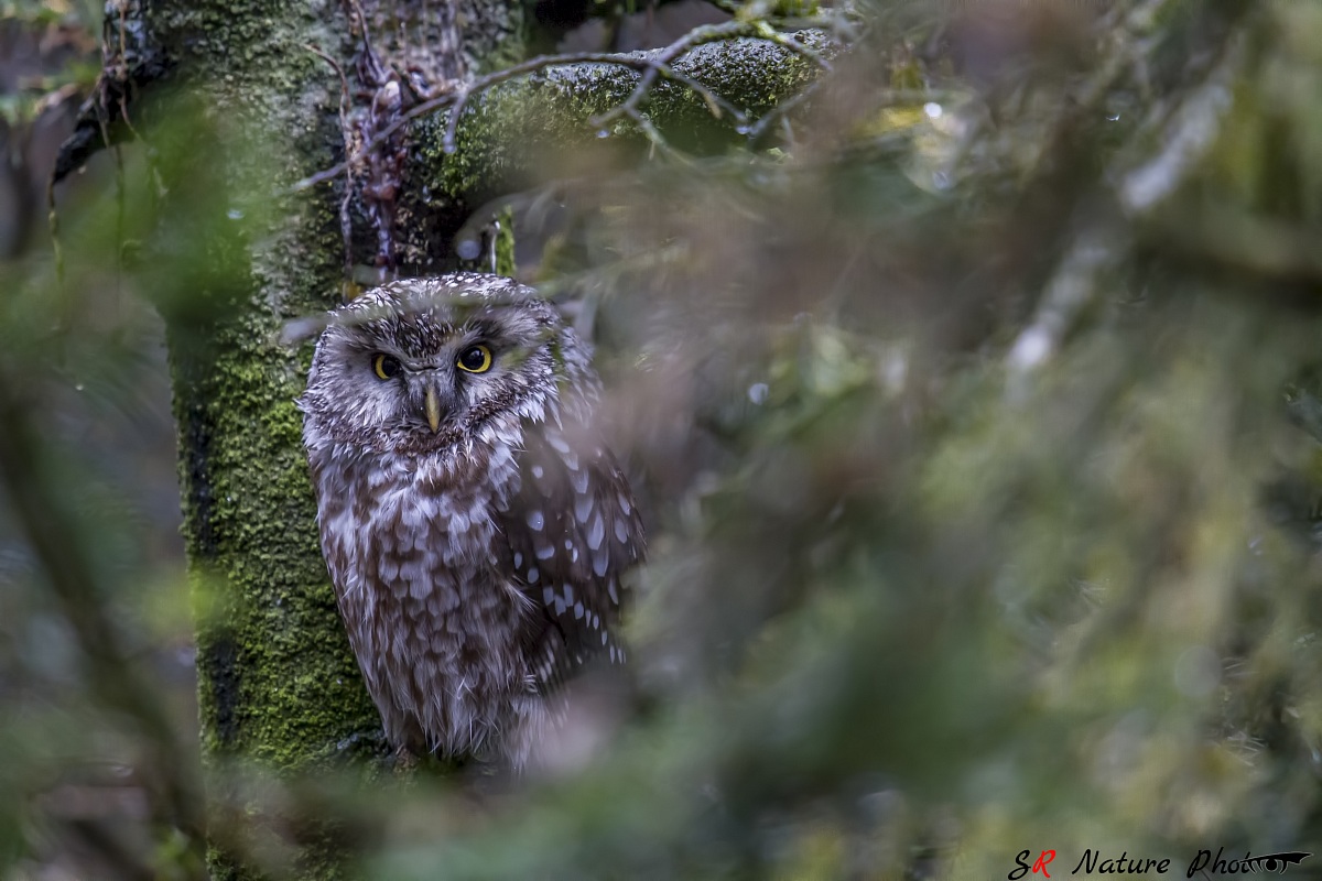 Owl (Aegolius funereus)