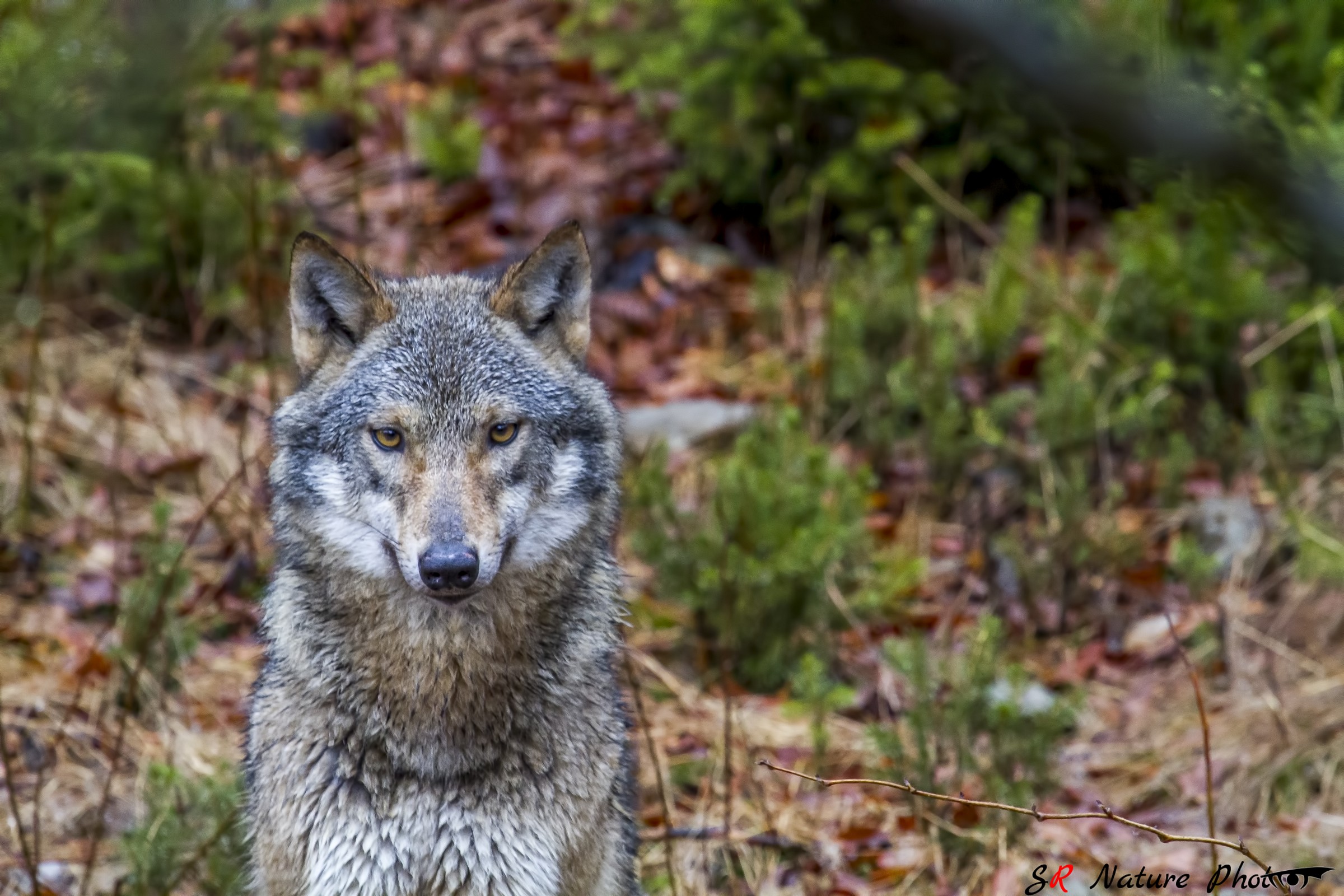 Gray Wolf (Canis Lupus)