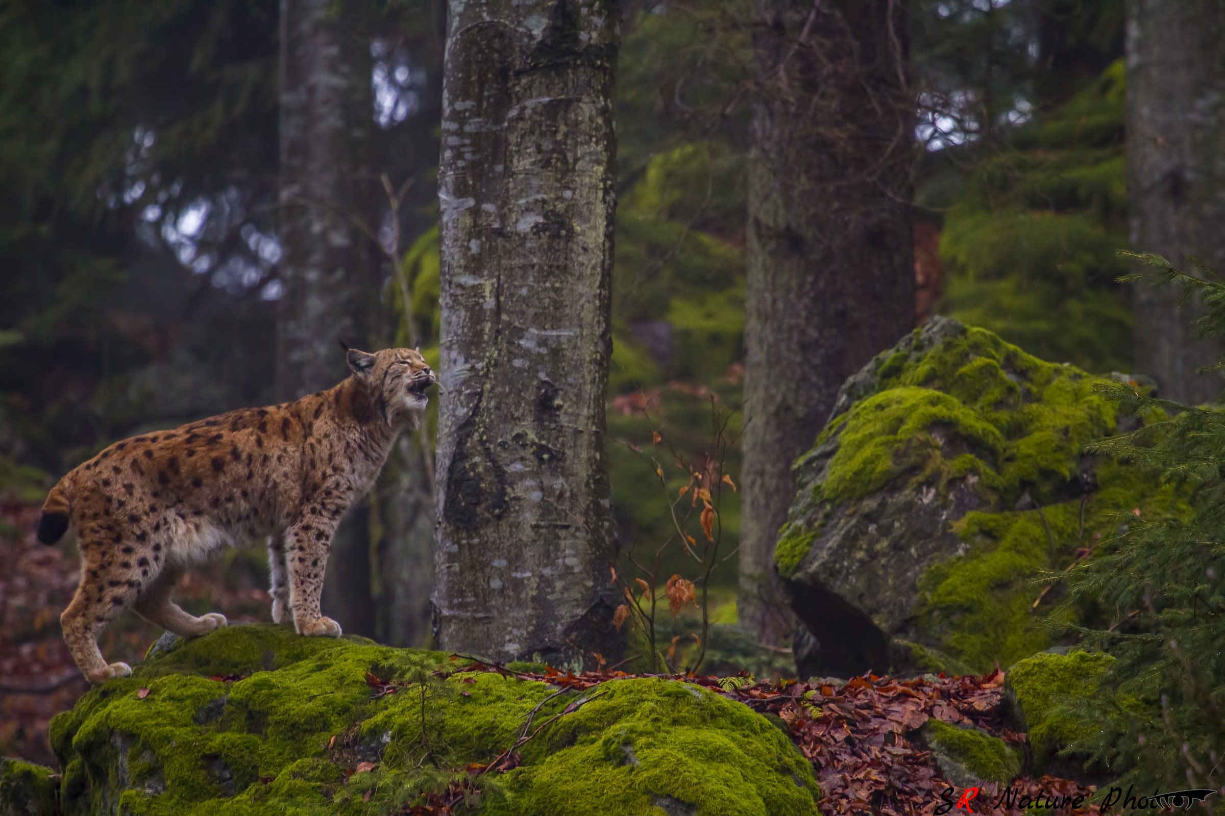 Eurasian lynx (Lynx lynx)