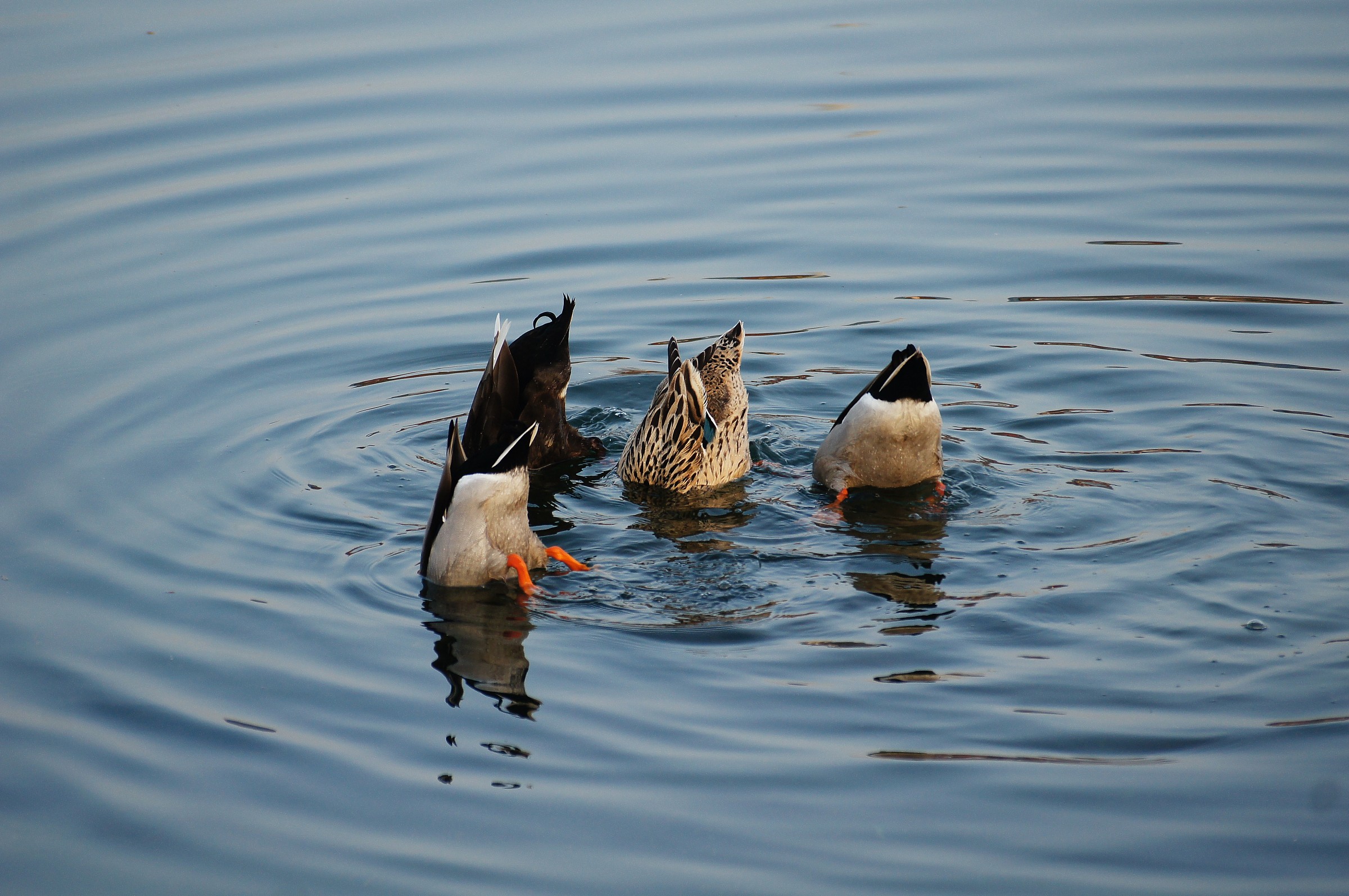 synchronized ducks on the river entella