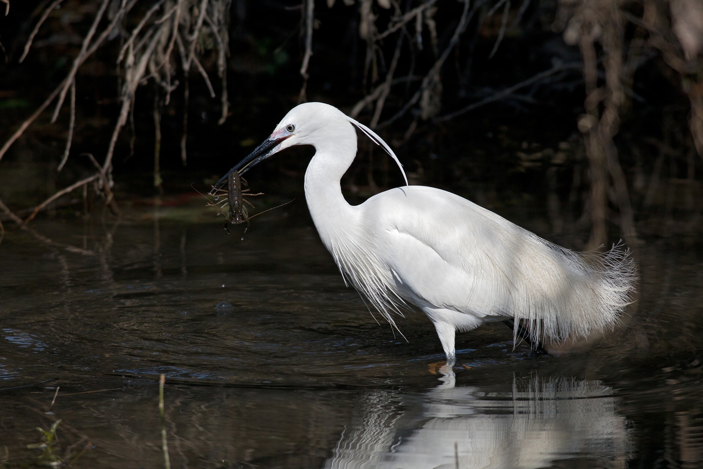Egret with shrimp