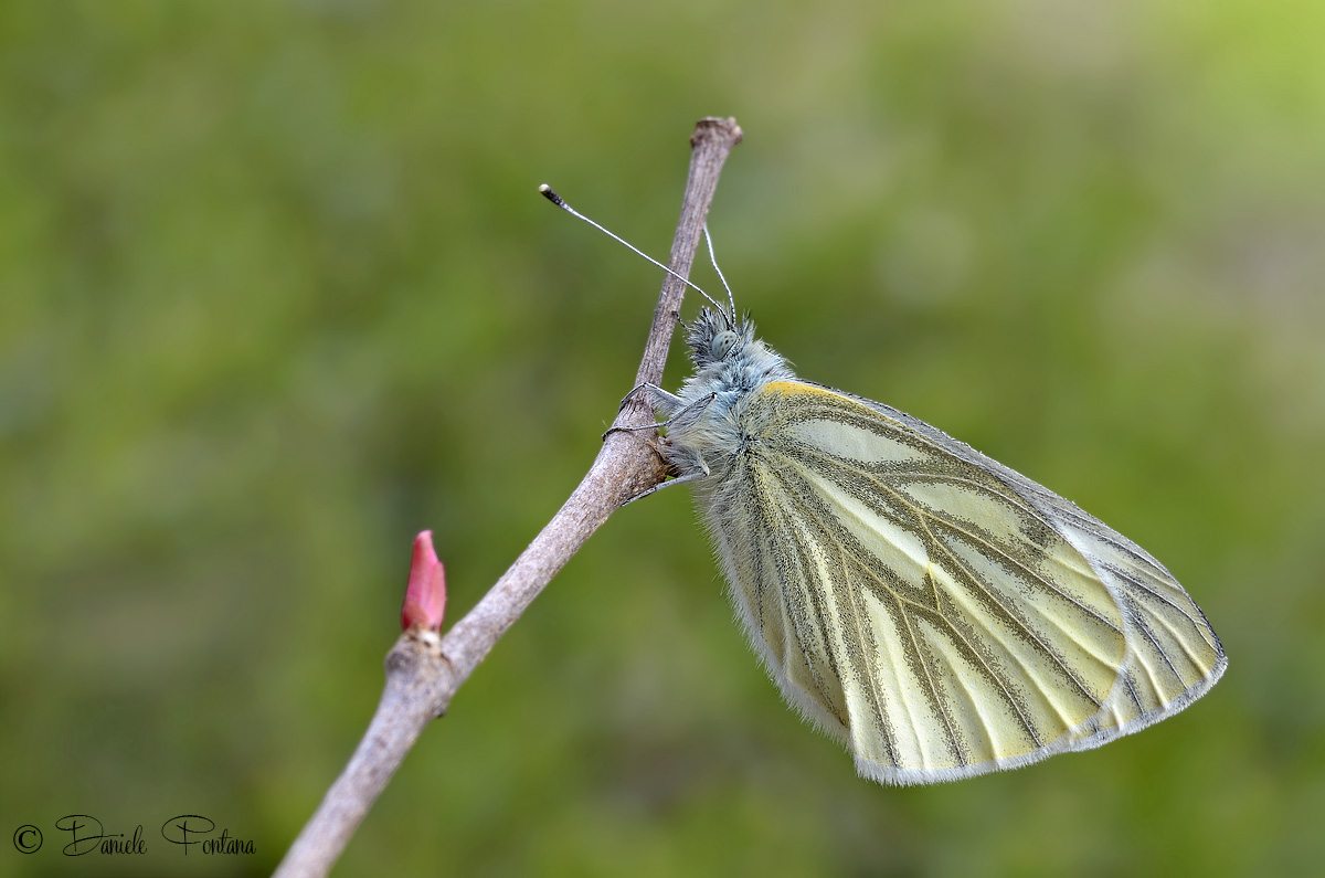 Pieris Napi