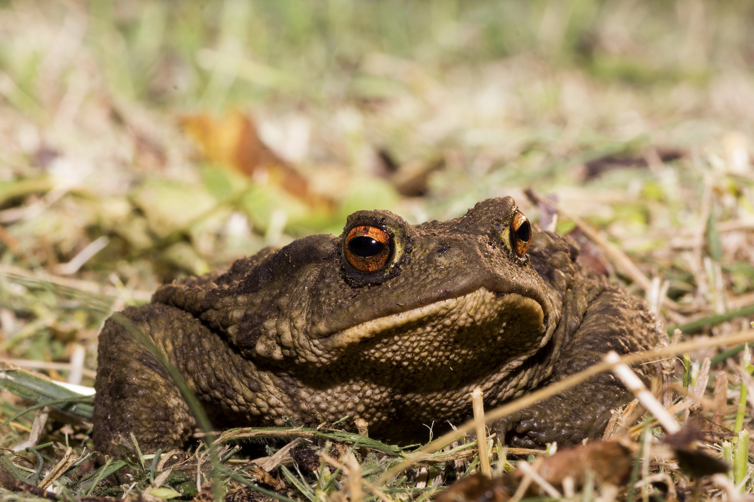 Rospo comune (Bufo bufo)
