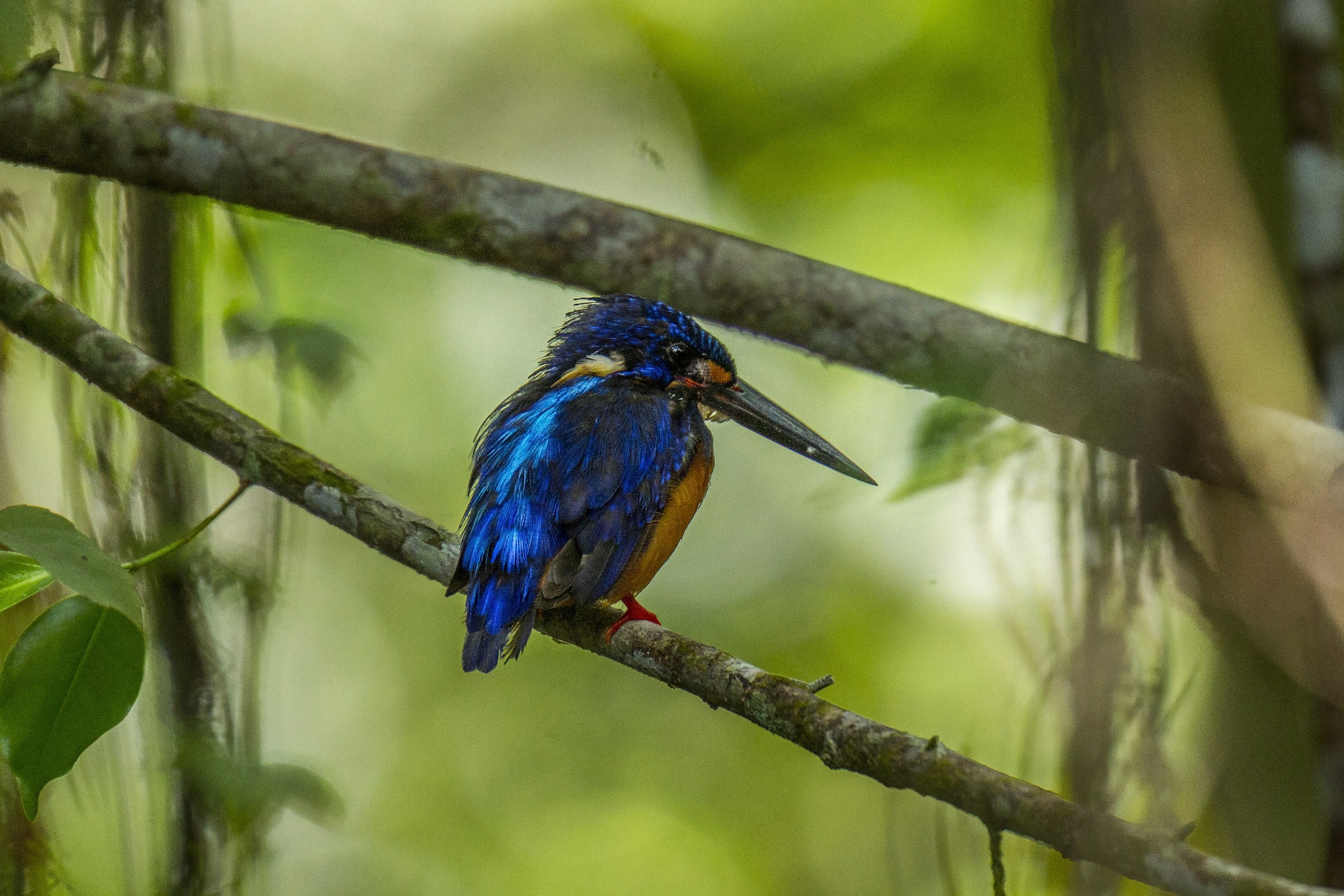 kingfisher blue
