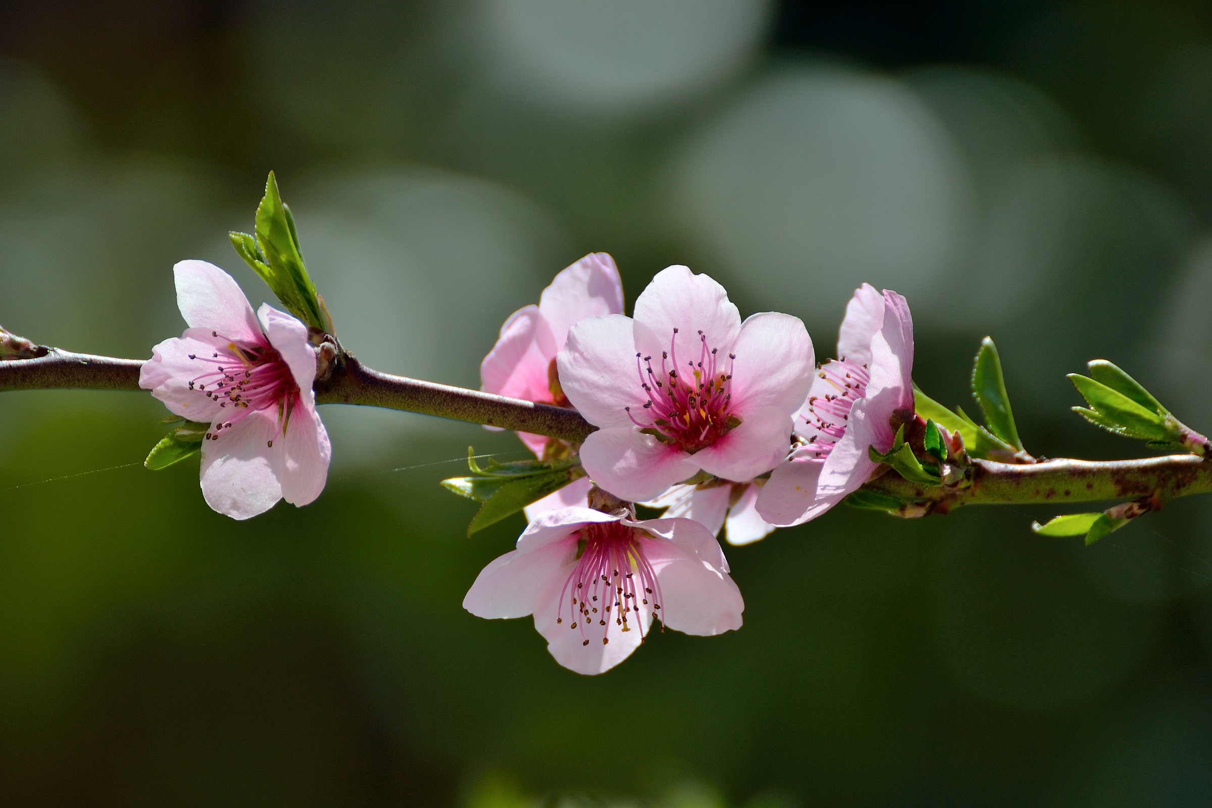 Fiori di pesco (Testando il Tamron 70-300)