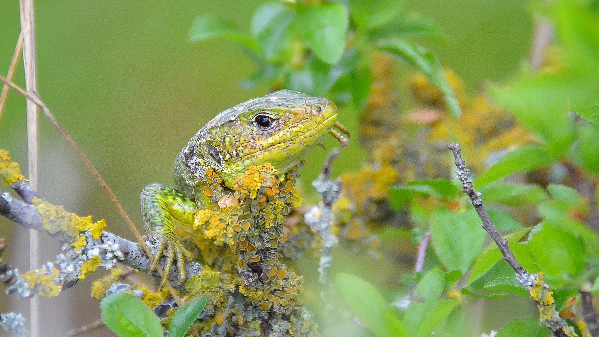 Green lizard