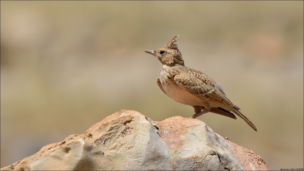 Crested Lark ...