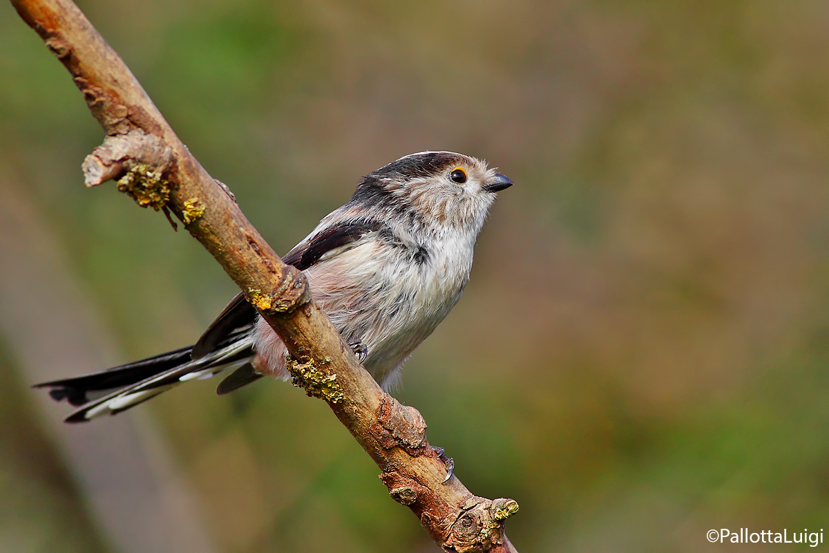 Long-tailed Tit (Aegithalos caudatus)