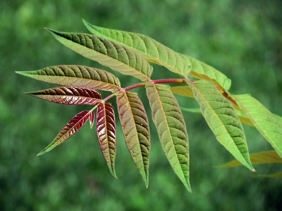 Color evolution in nature