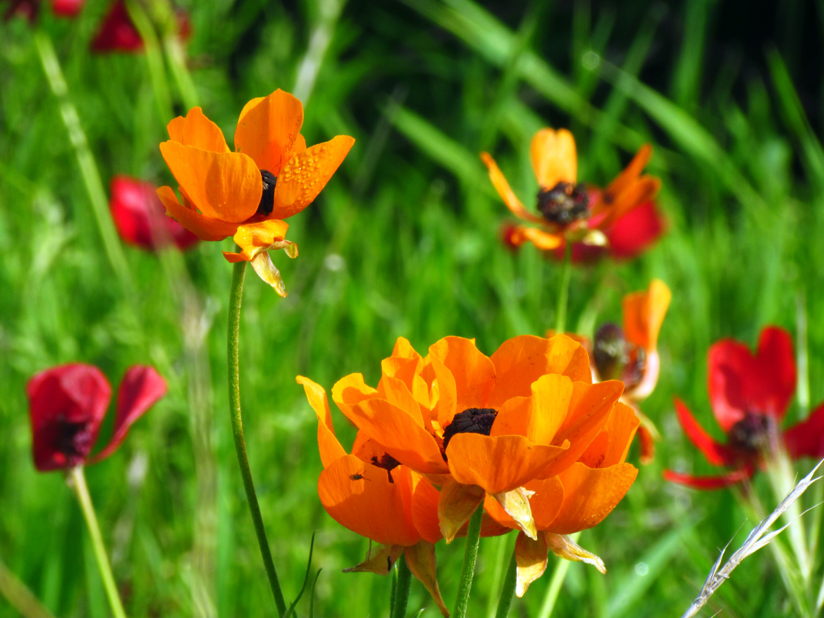 Orange Poppies