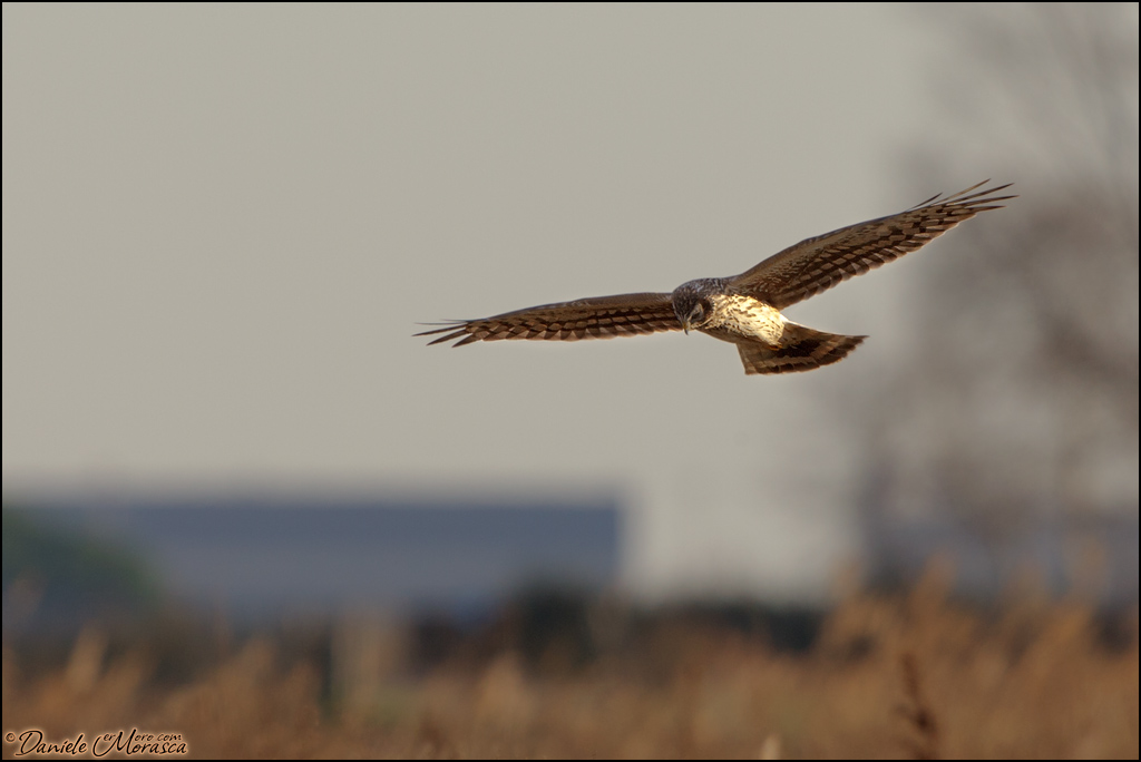 Albanella Reale (Circus cyaneus)