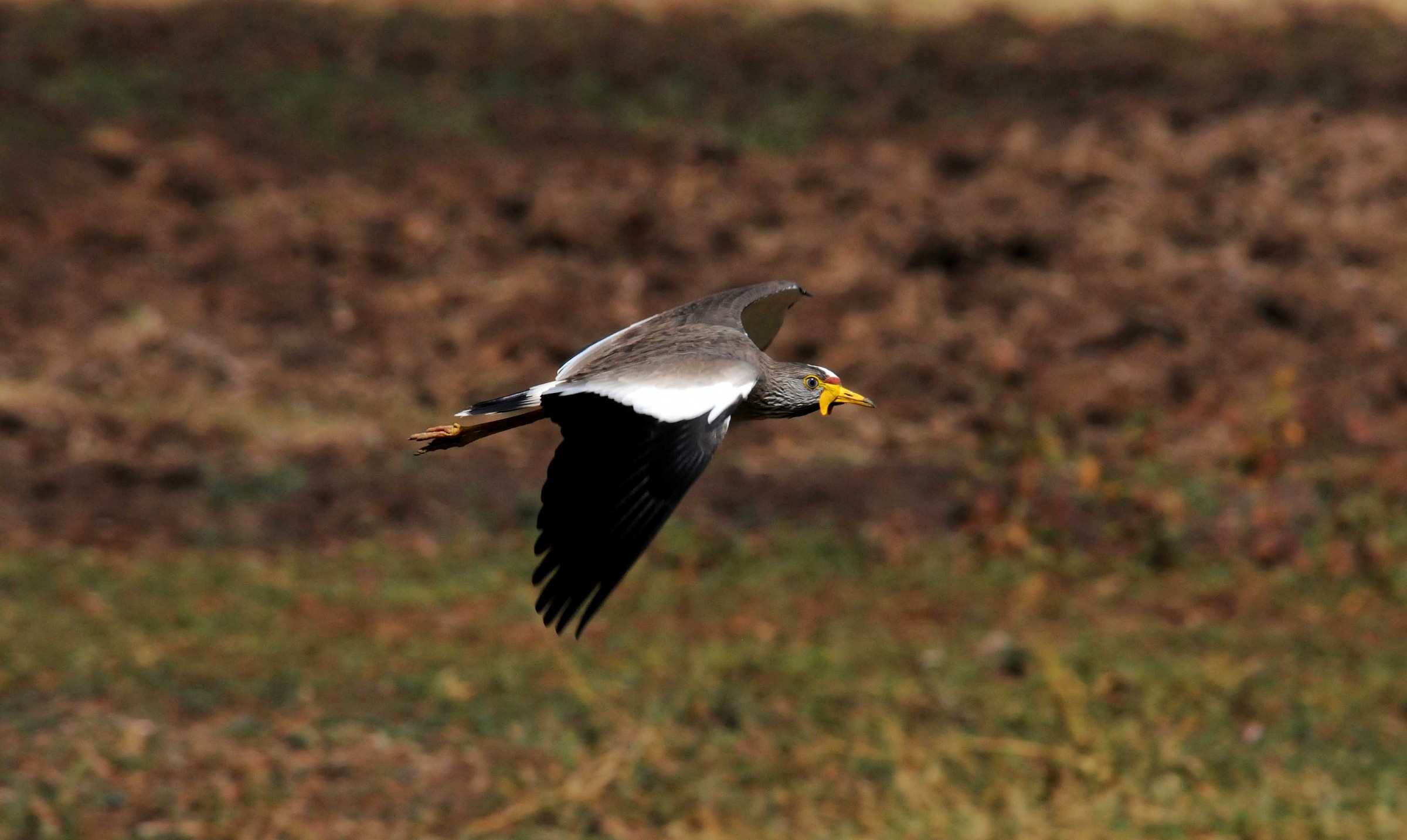 African Wattled Lapwing - Vanellus Senegallus