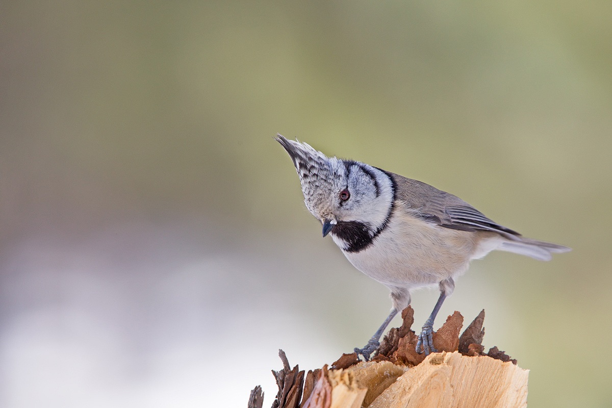 Cincia dal ciuffo (Lophophanes cristatus)