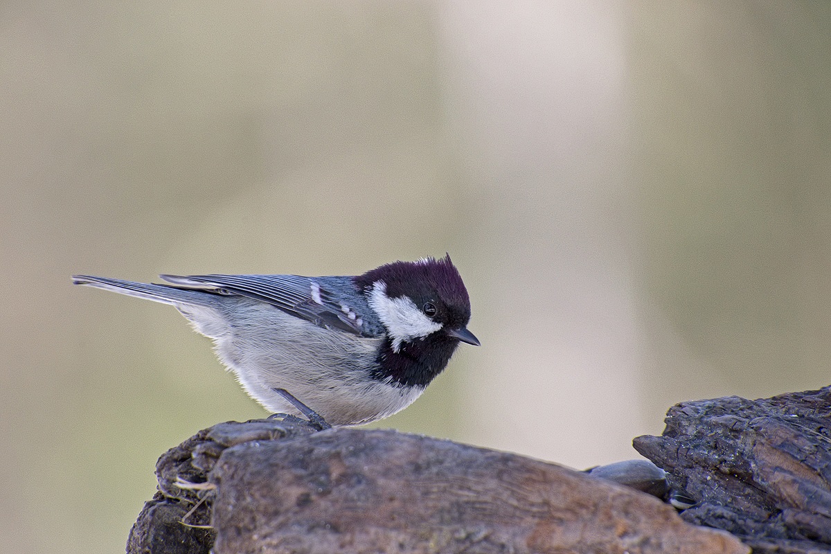 Cincia mora (Parus ater)