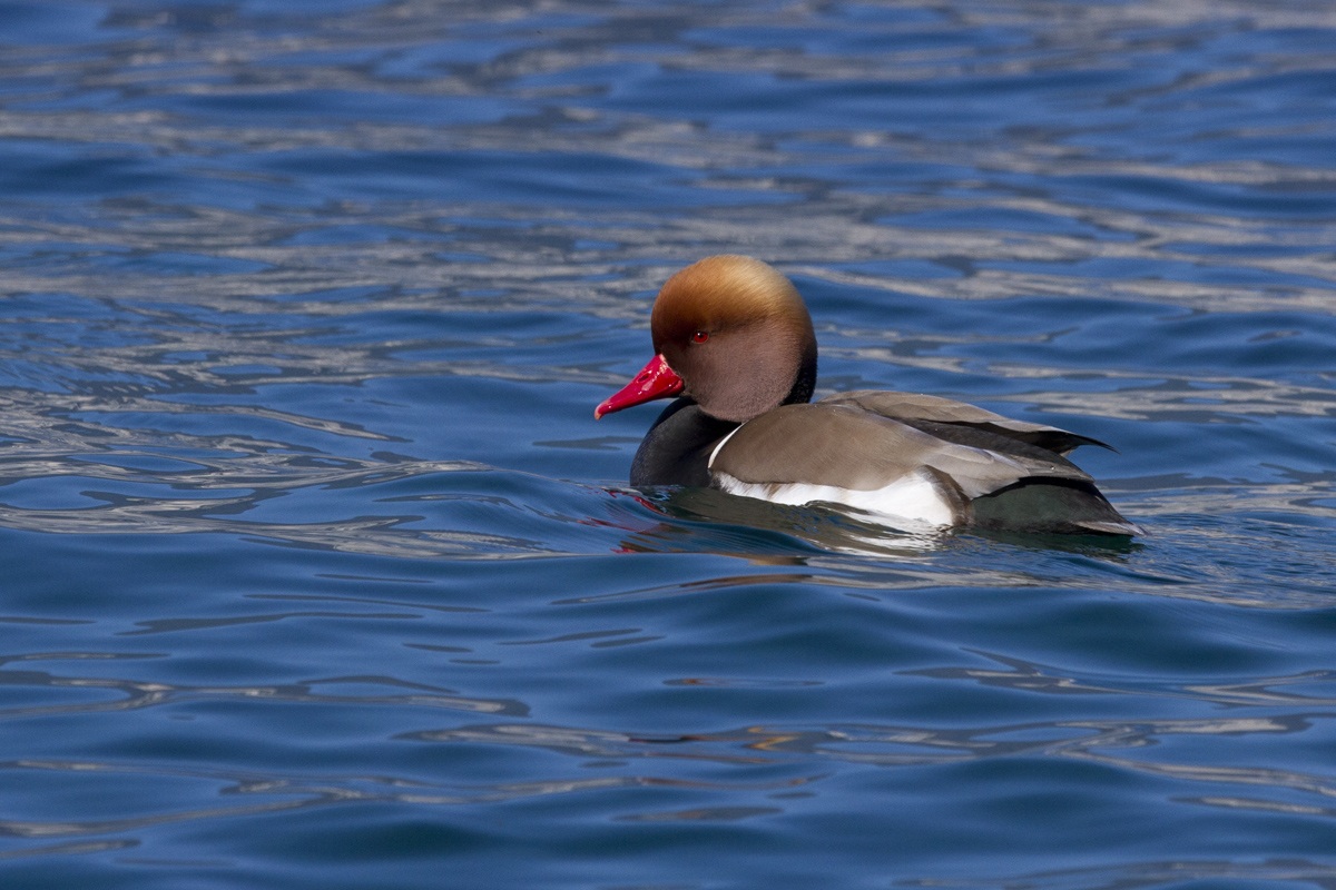 Fistione Turco - maschio