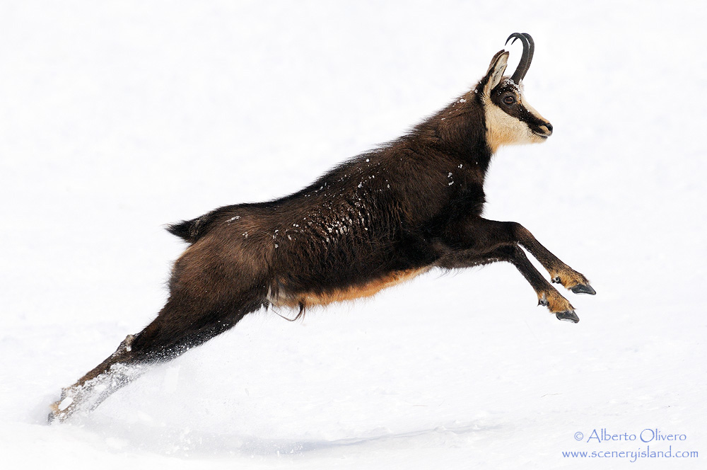 Camoscio (Rupicapra rupicapra)