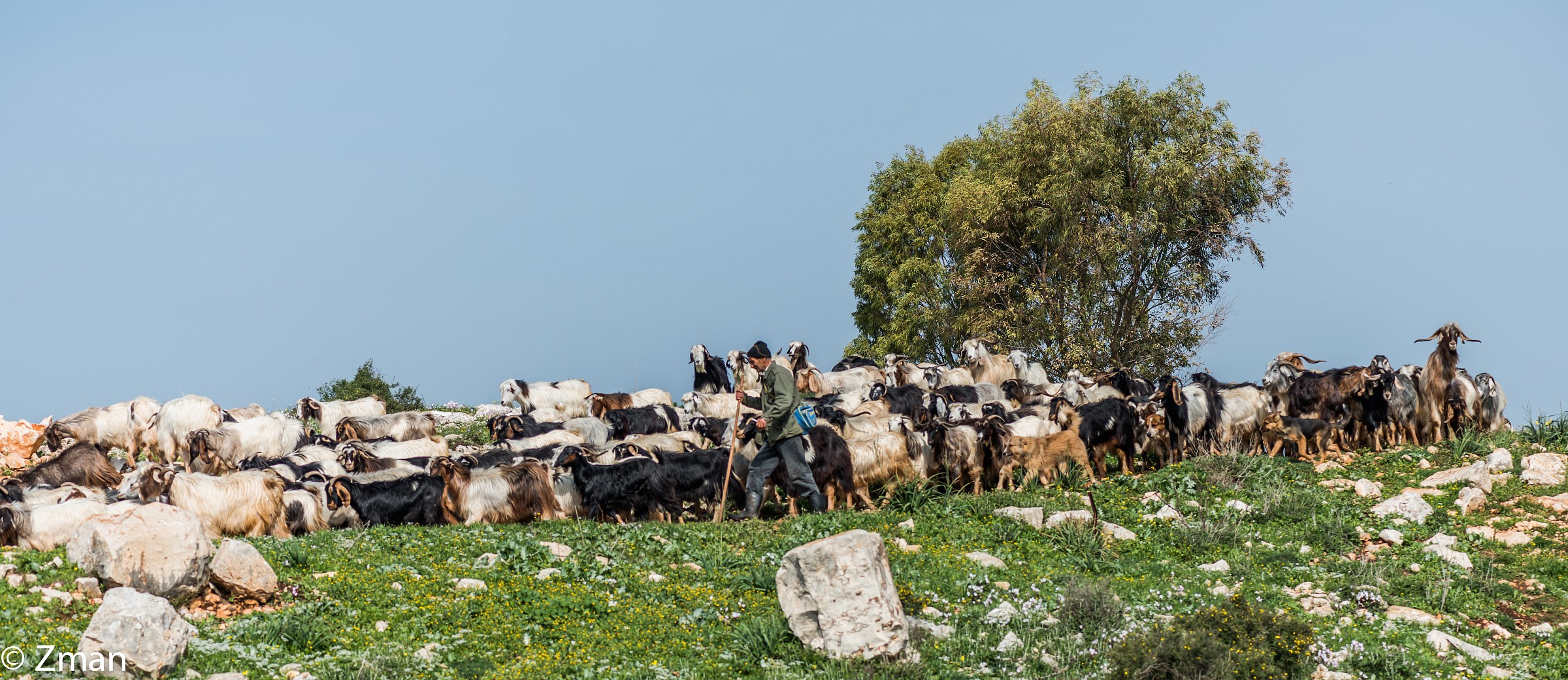Pastore e il suo gregge di capre