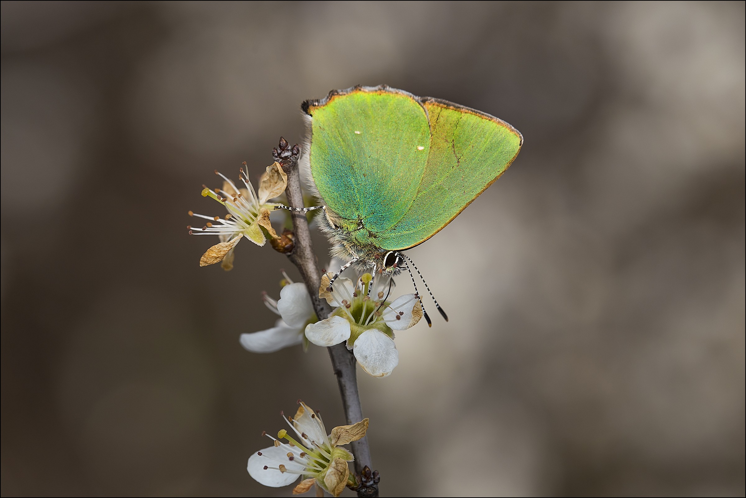 Green Hairstreak (Callophrys steal)
