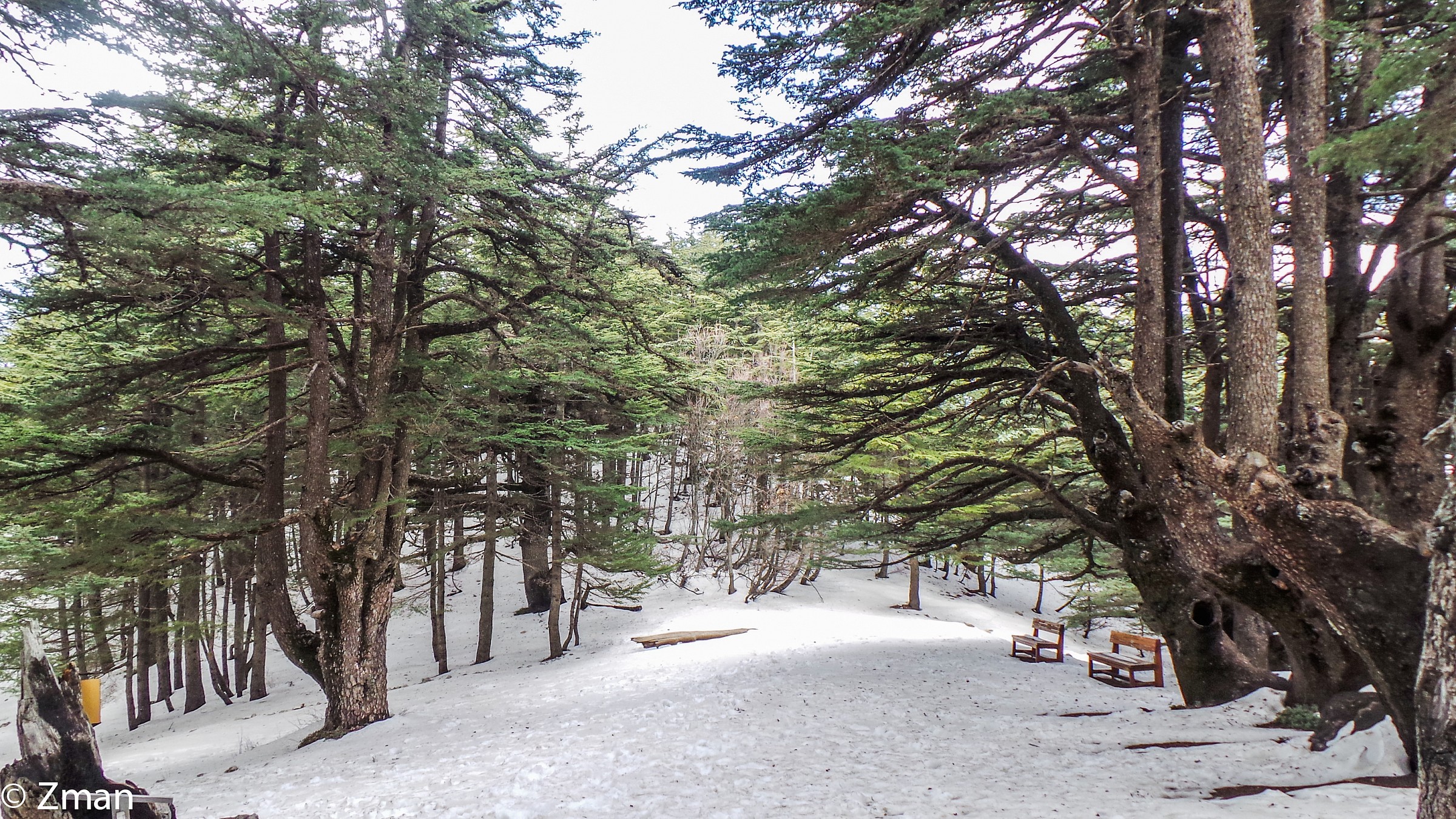 Al Barouk Cedar Reserve