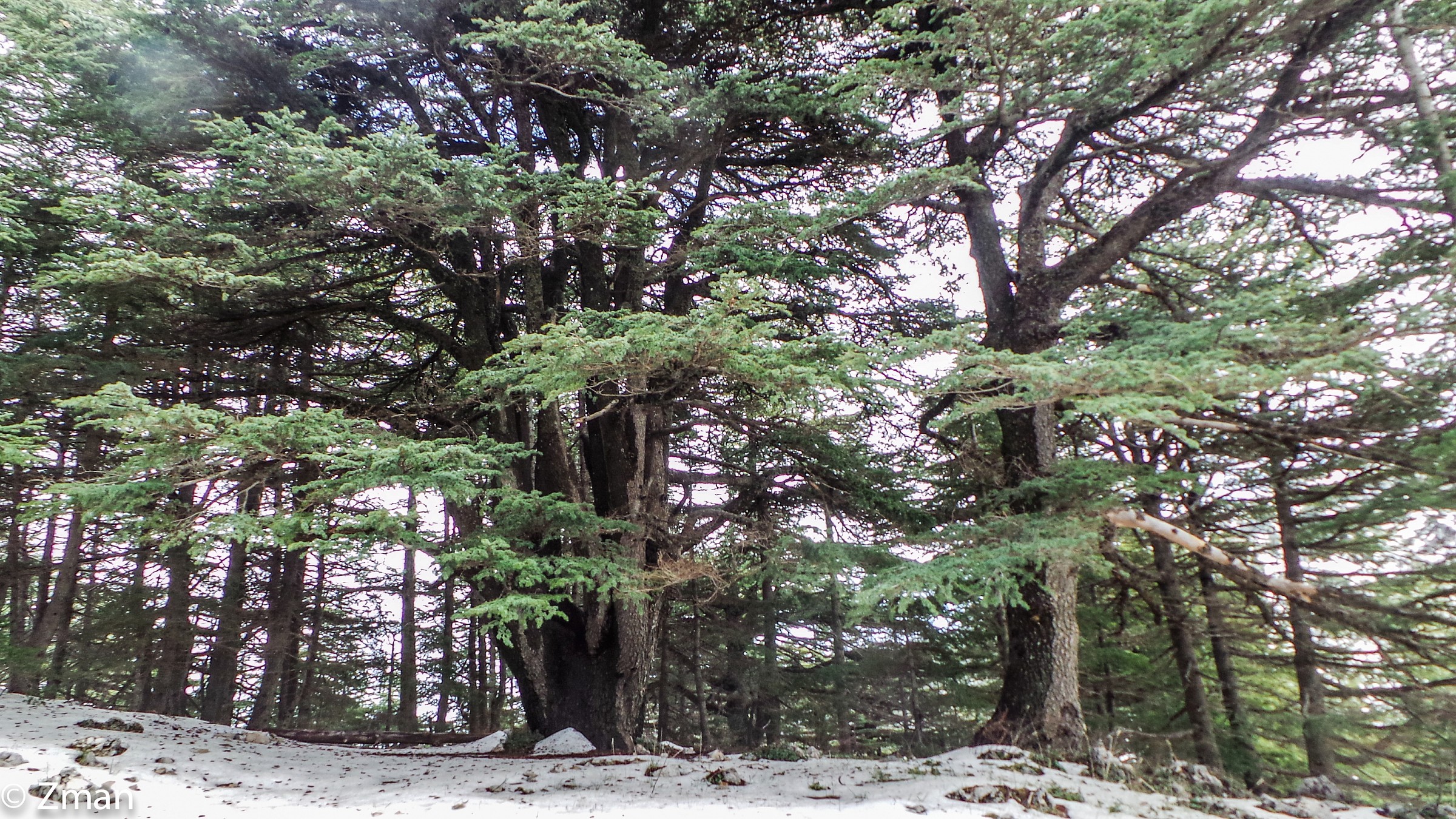 Al Barouk Cedar Reserve