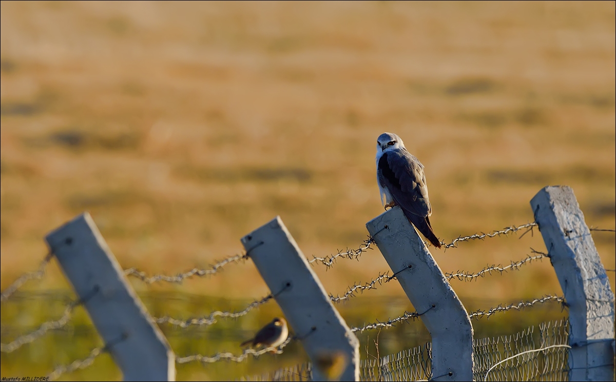 Black-alato aquilone ...