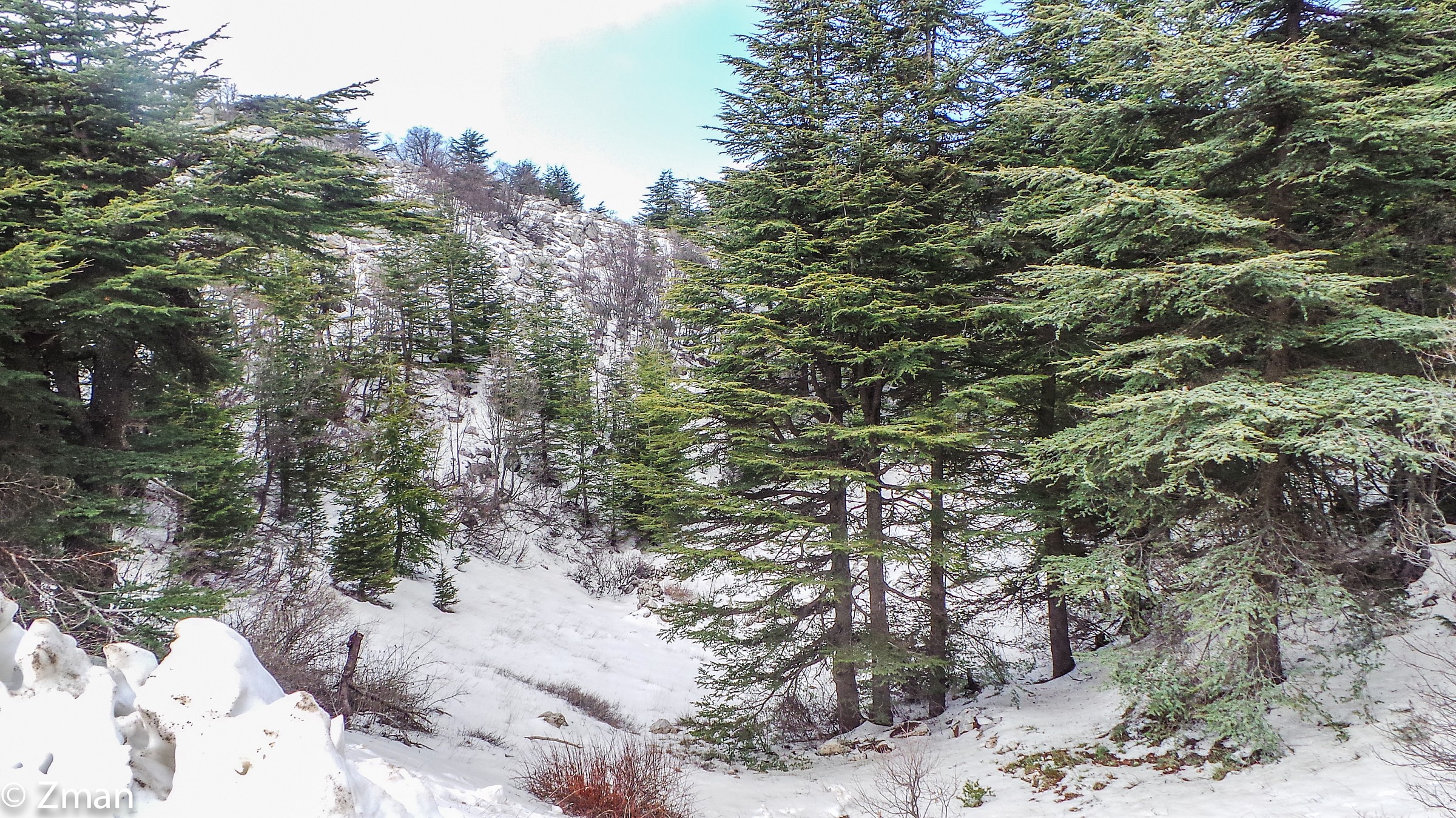 Al Barouk Cedar Reserve