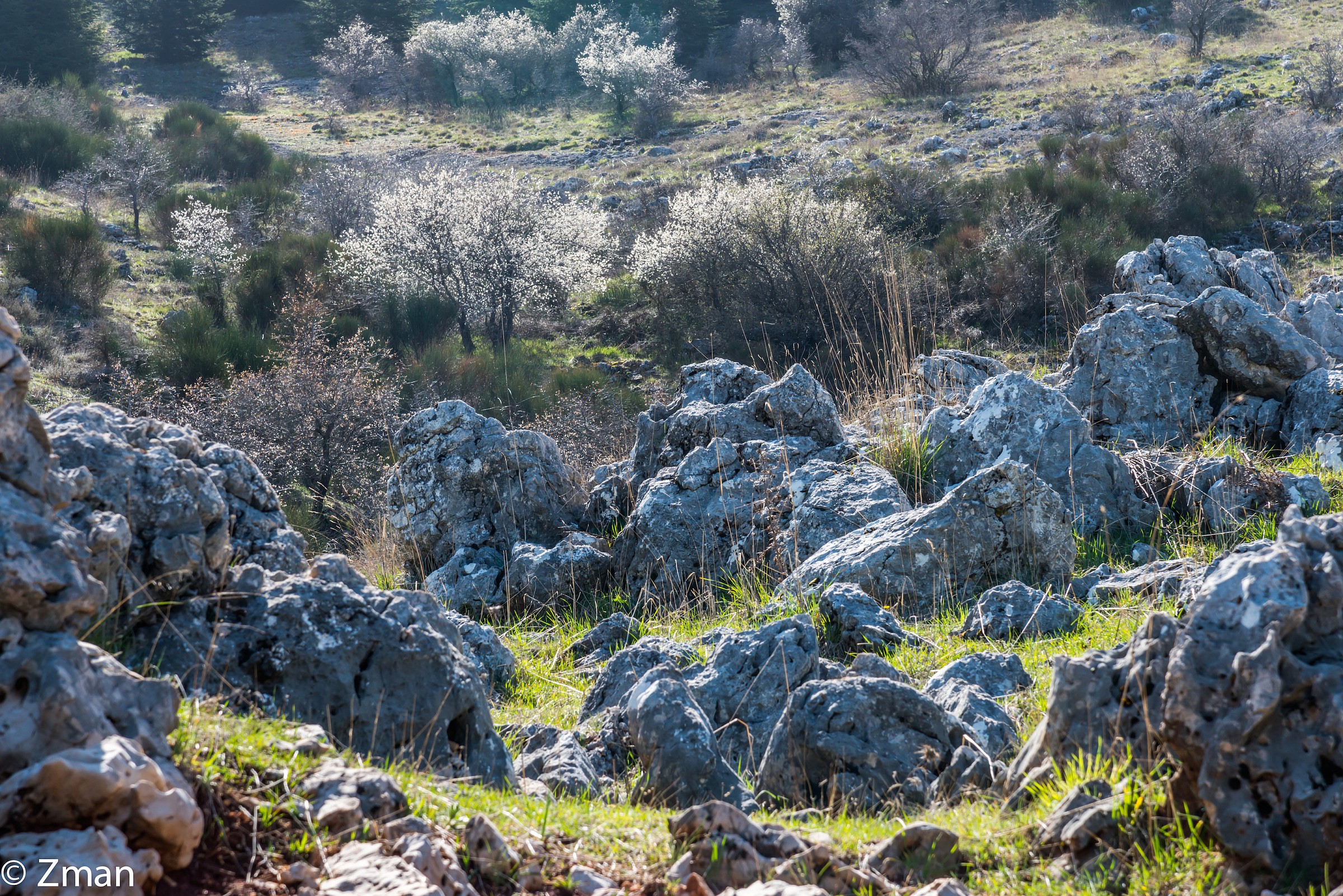 Al Barouk Cedar Reserve