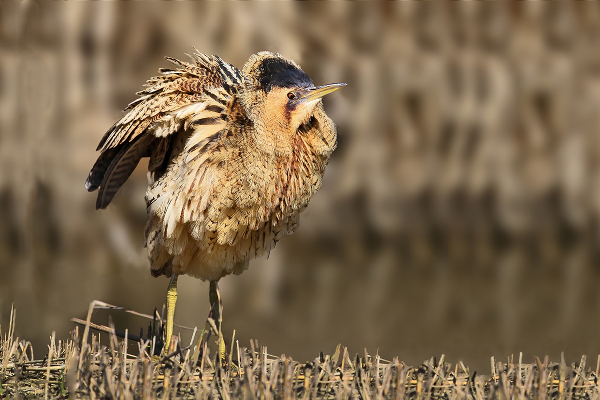 Bittern exhibitionist