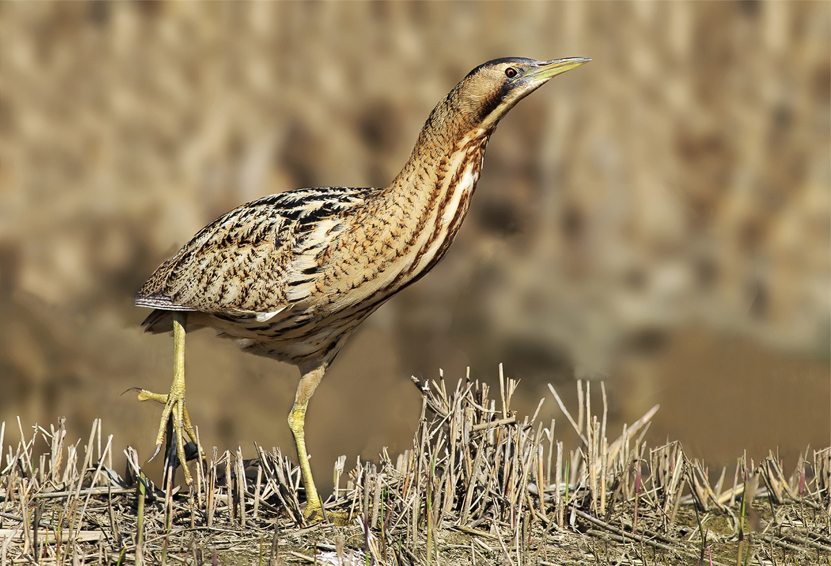 Still Bittern