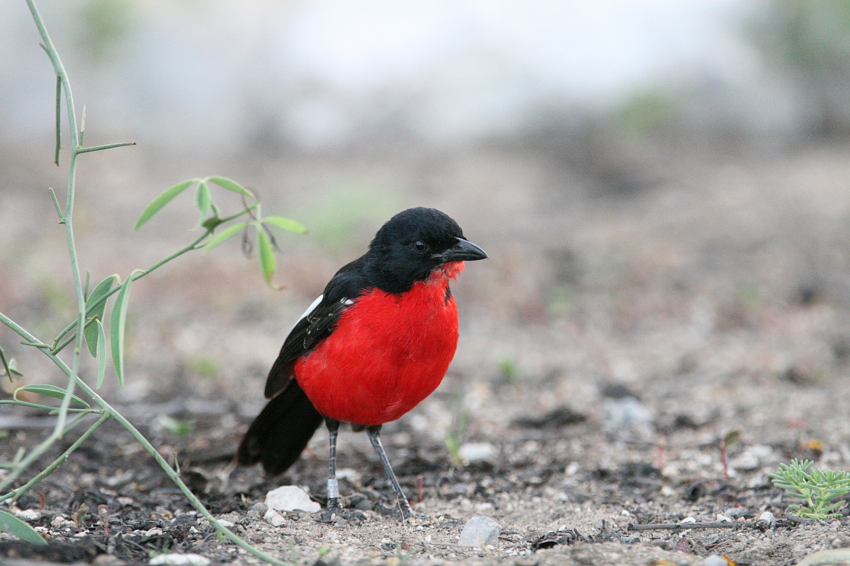 Averla dal petto rosso