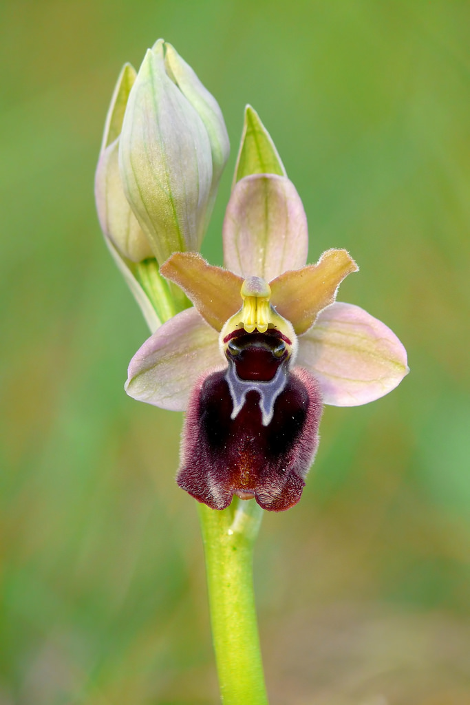 Ophrys passionisXOphrys tenthredinifera