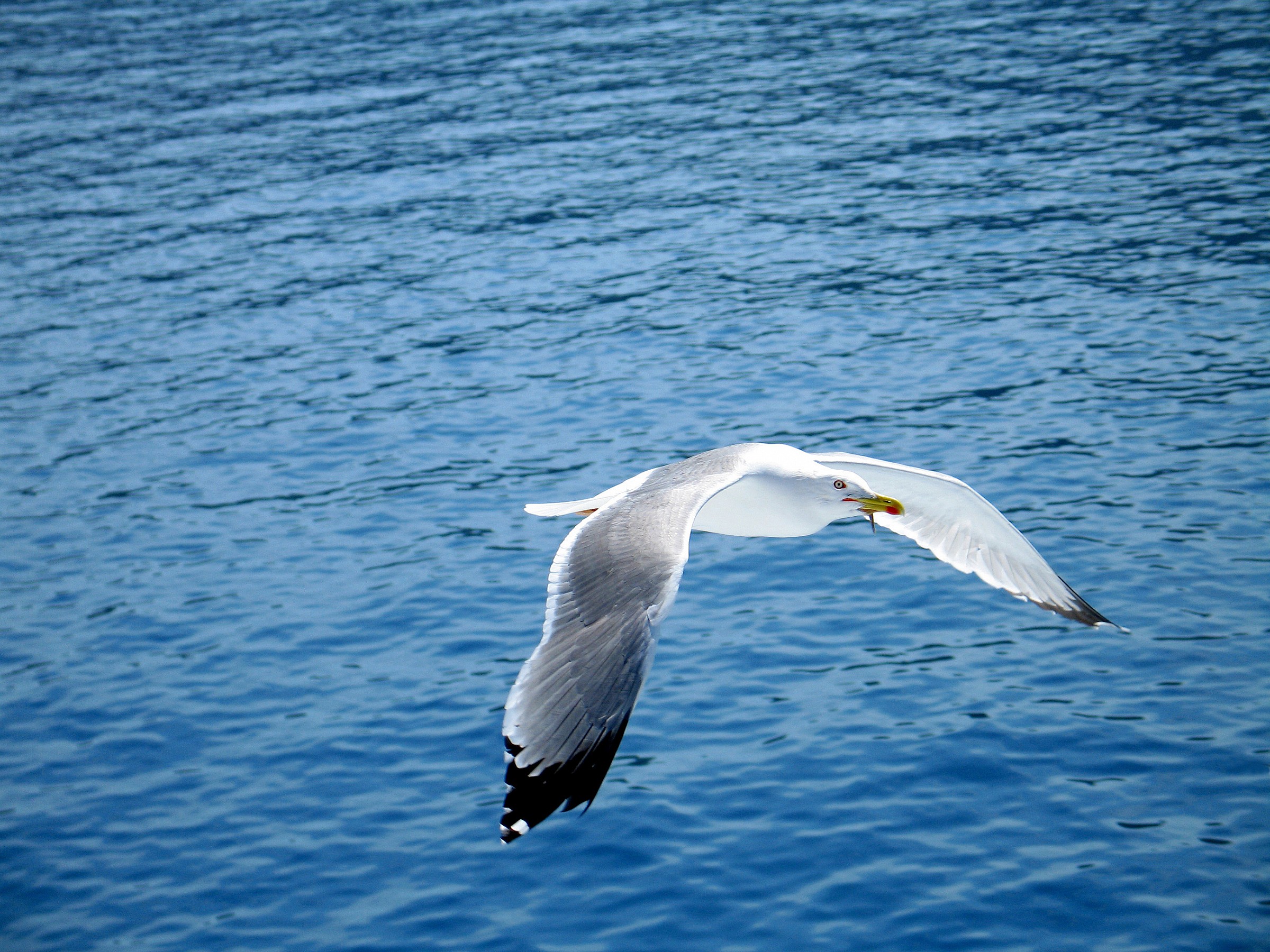 johnatan the gull happy