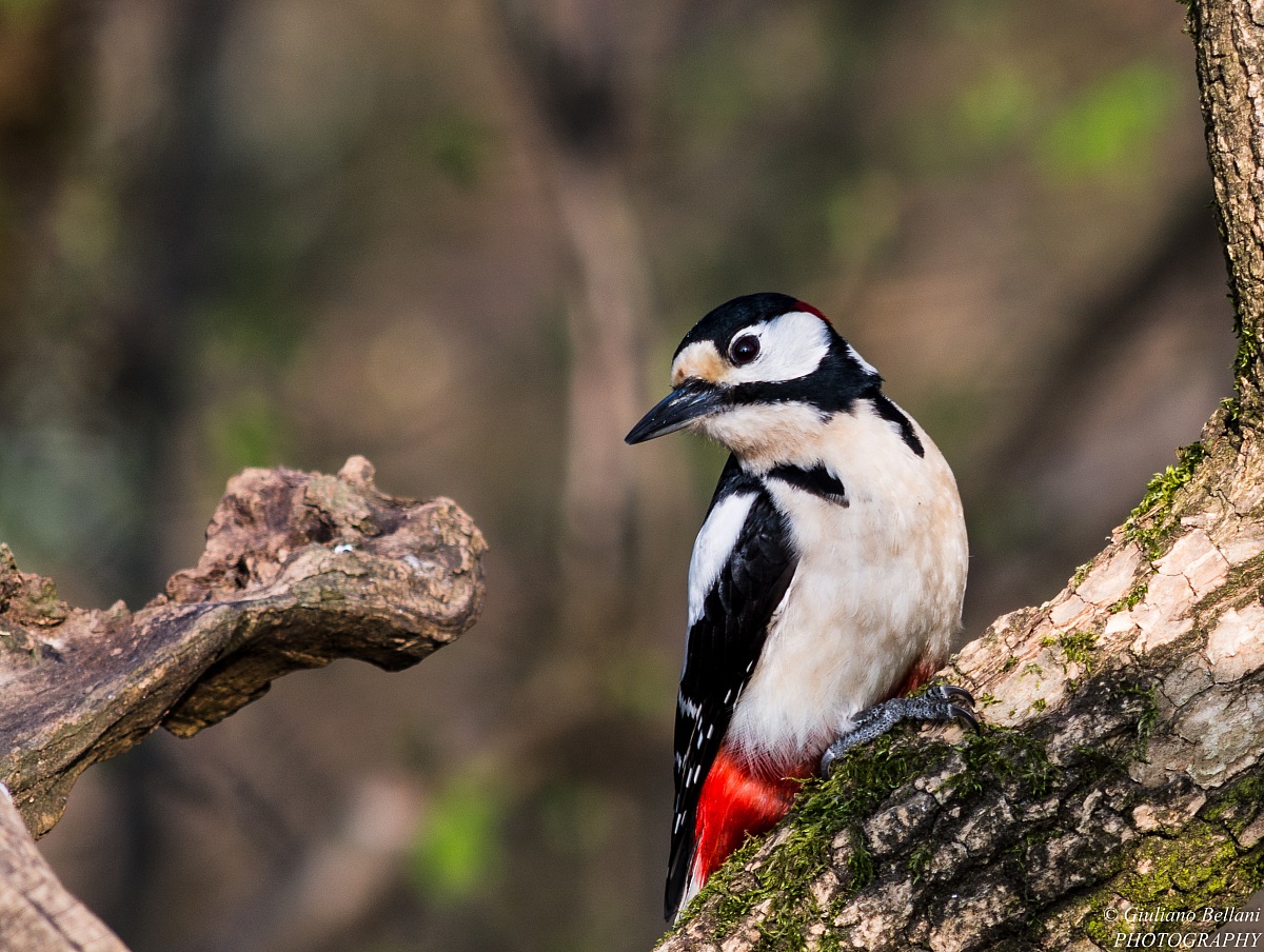 Spotted Woodpecker Male
