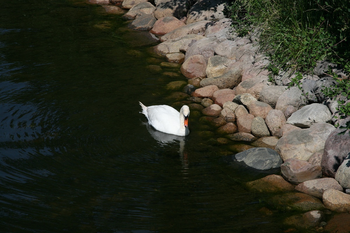 The Swan Kalmar (EVS)